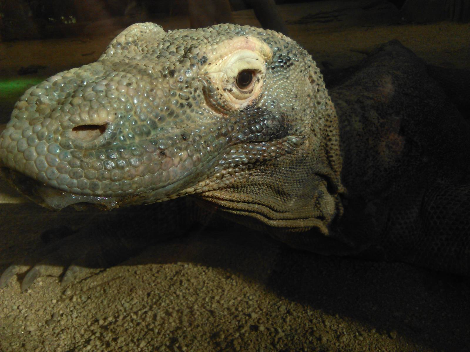 Komodo dragon