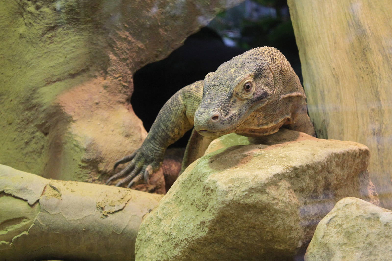 Komodo Dragon