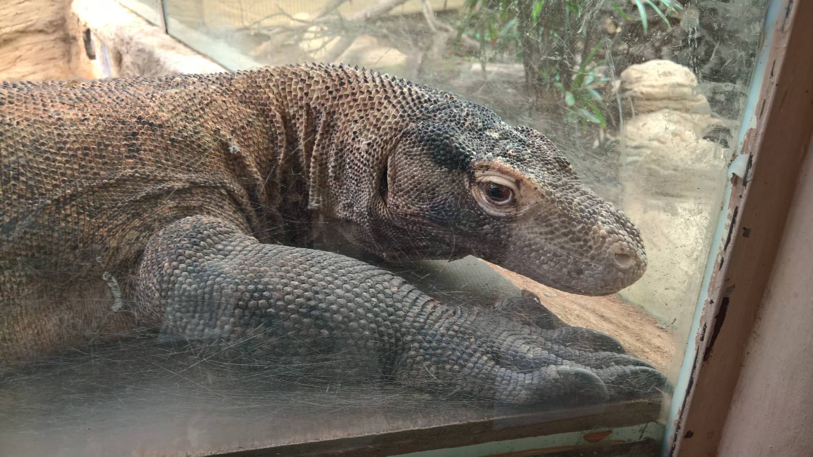 Komodo dragon