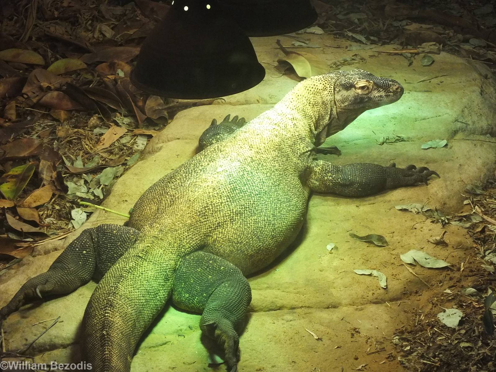 Komodo Dragon