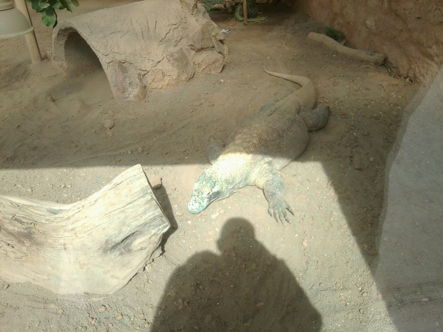 Komodo dragon