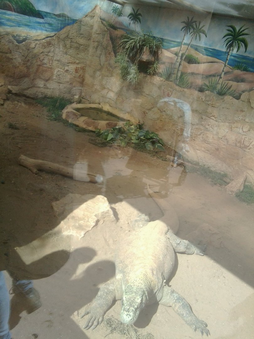Komodo dragon