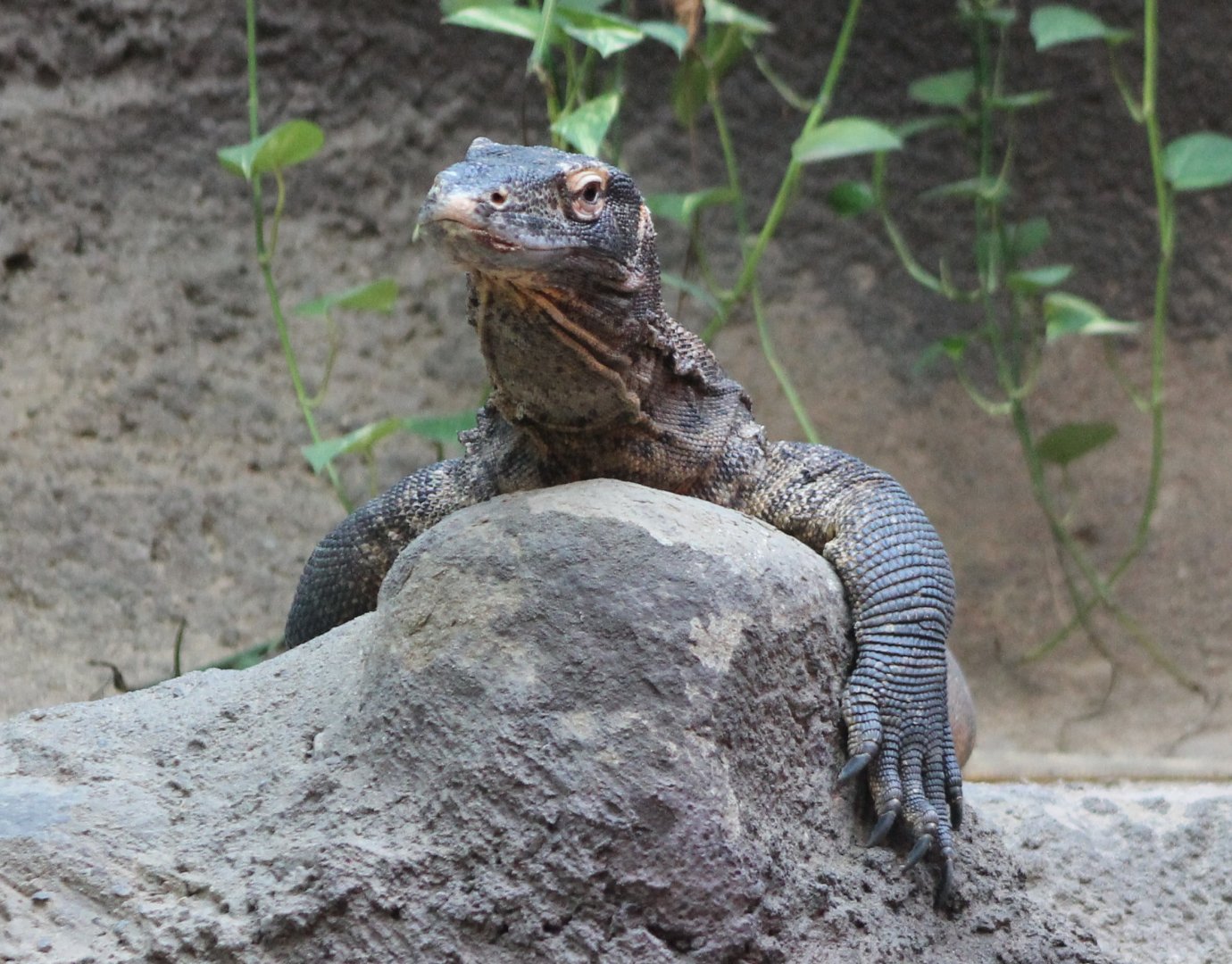 Komodo dragon