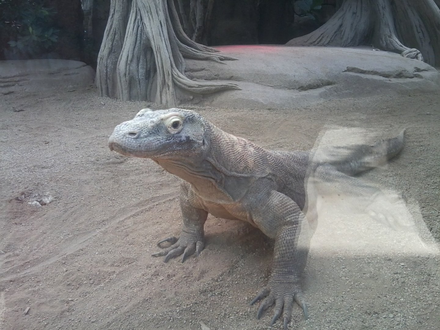 Komodo dragon