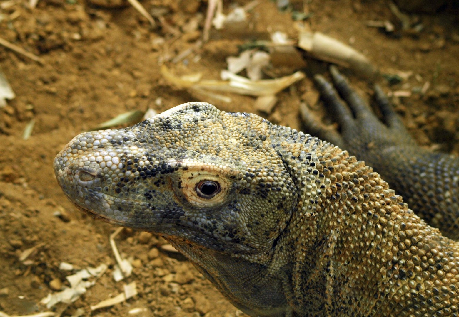 Komodo dragon