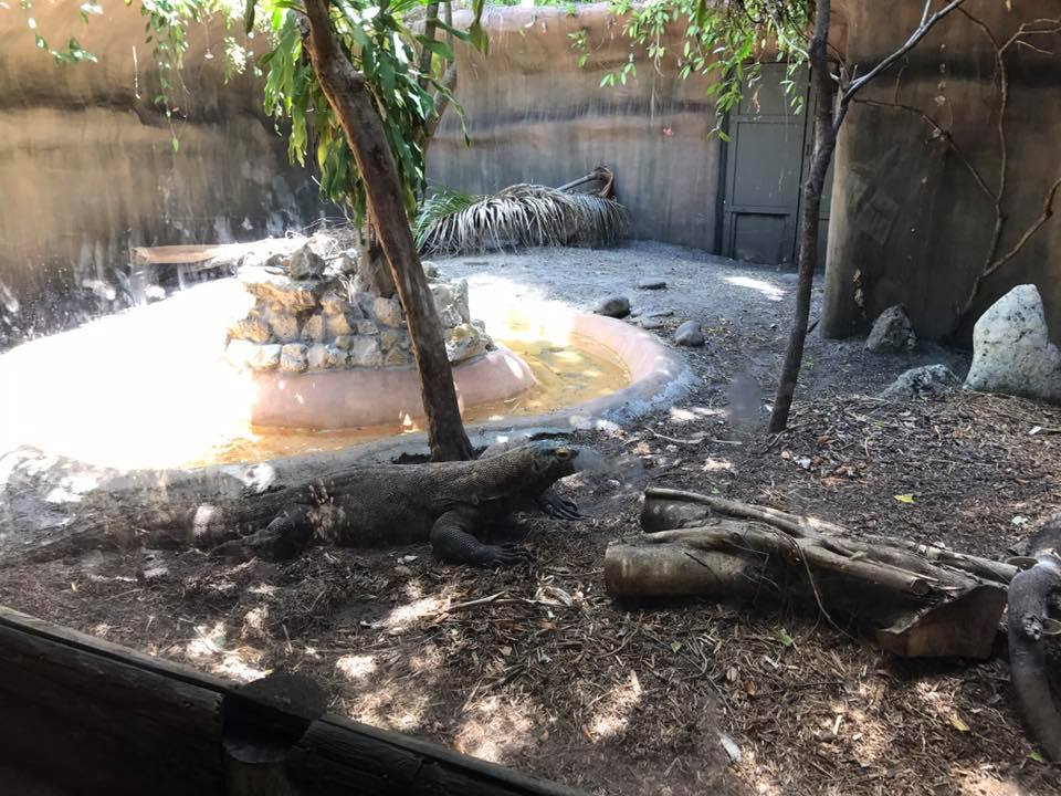 Komodo Dragon