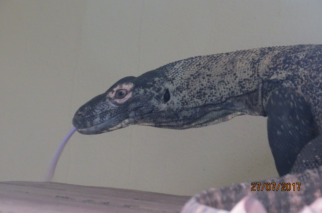 Komodo Dragon