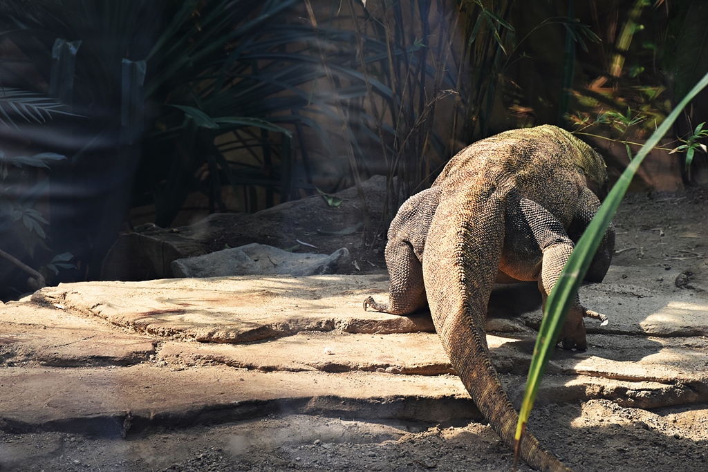 Komodo dragon
