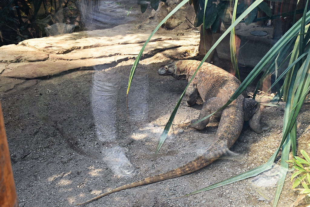 Komodo dragon