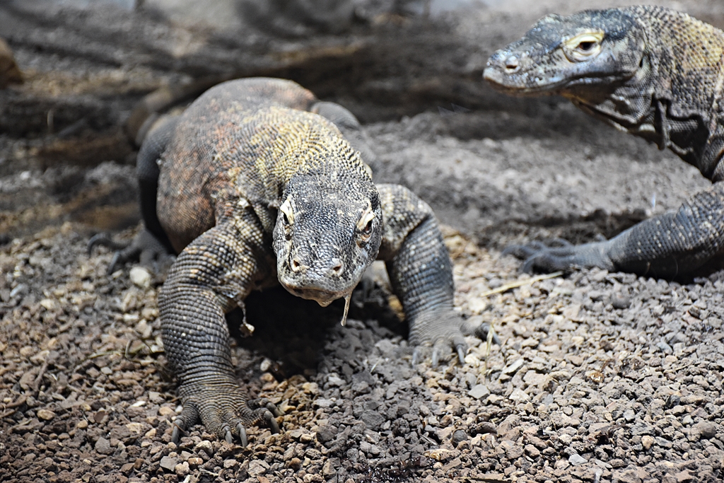 Komodo dragon