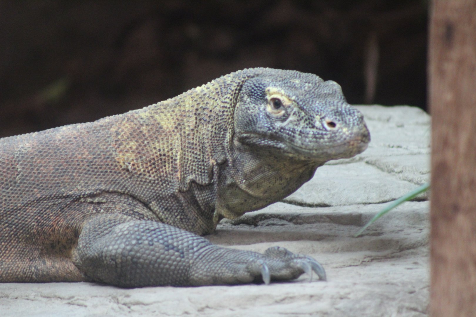 Komodo Dragon
