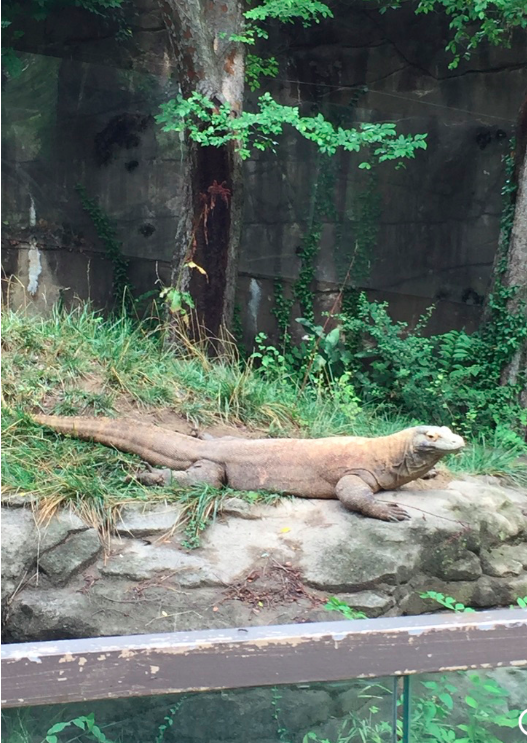 Komodo Dragon