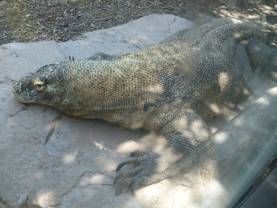 Komodo dragon