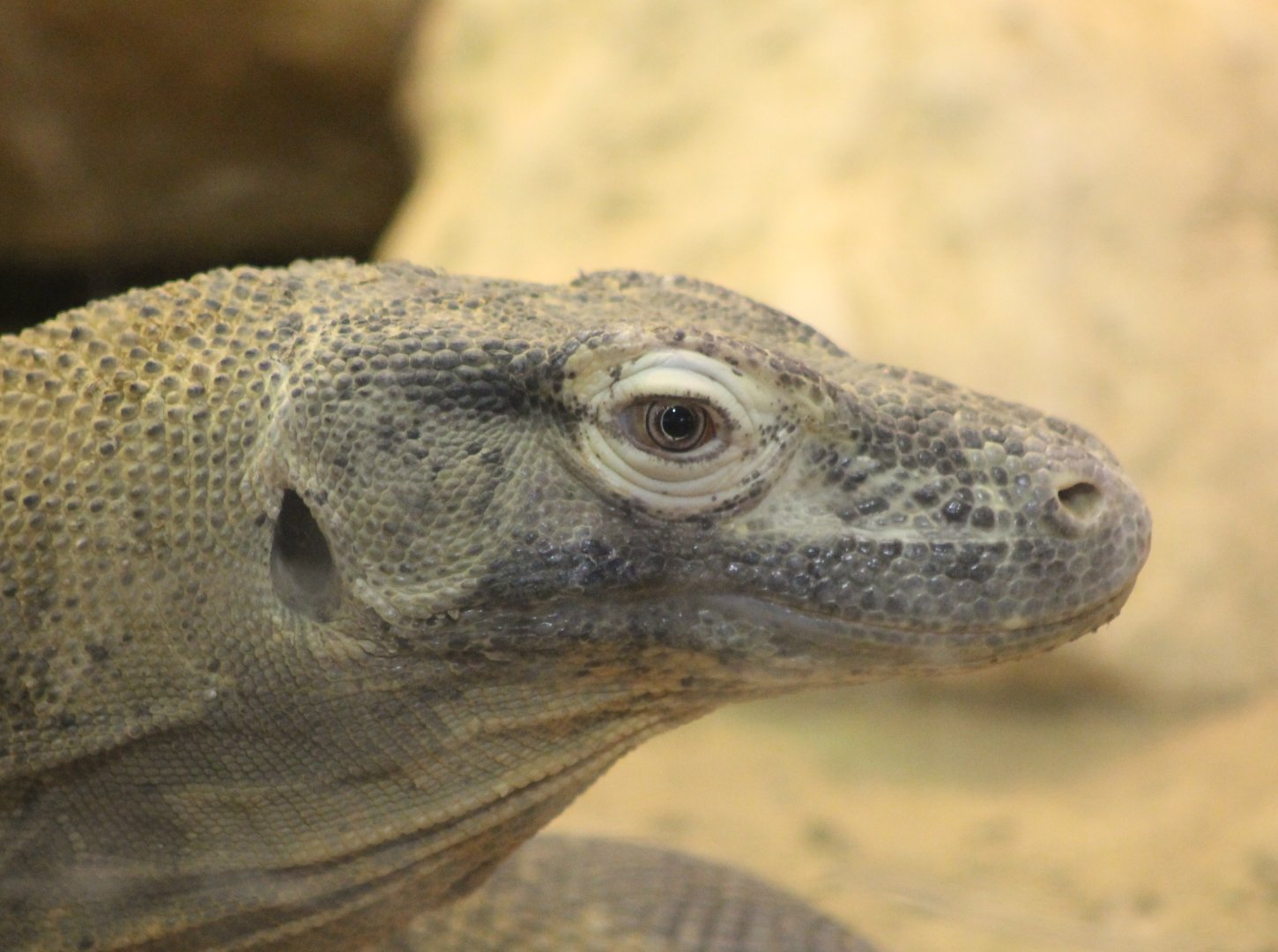 Komodo Dragon