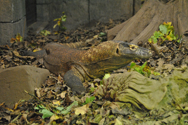 Komodo dragon