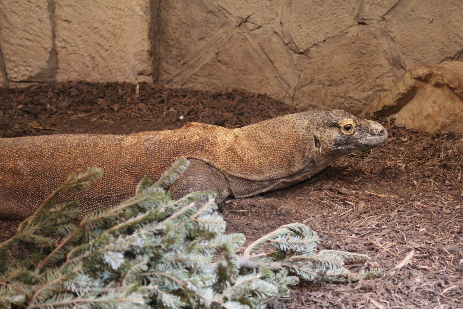 Komodo Dragon