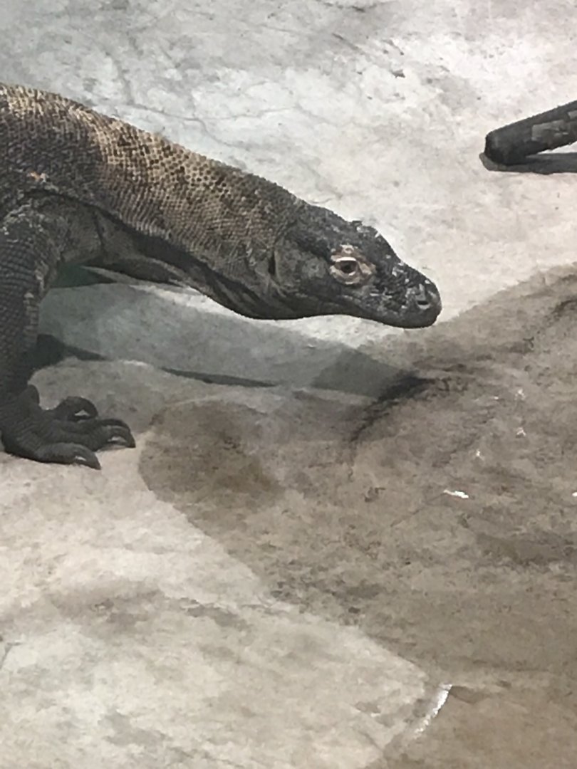 Komodo Dragon