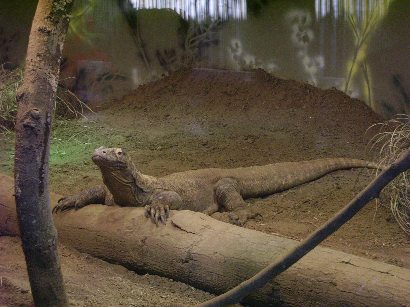 Komodo Dragon