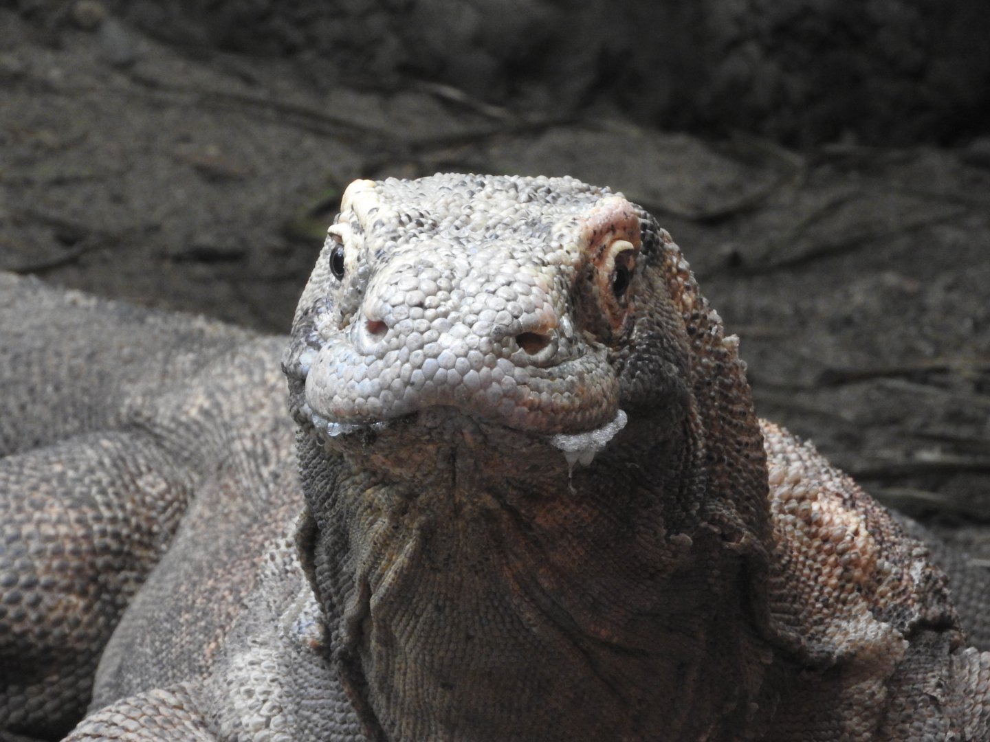 Komodo Dragon
