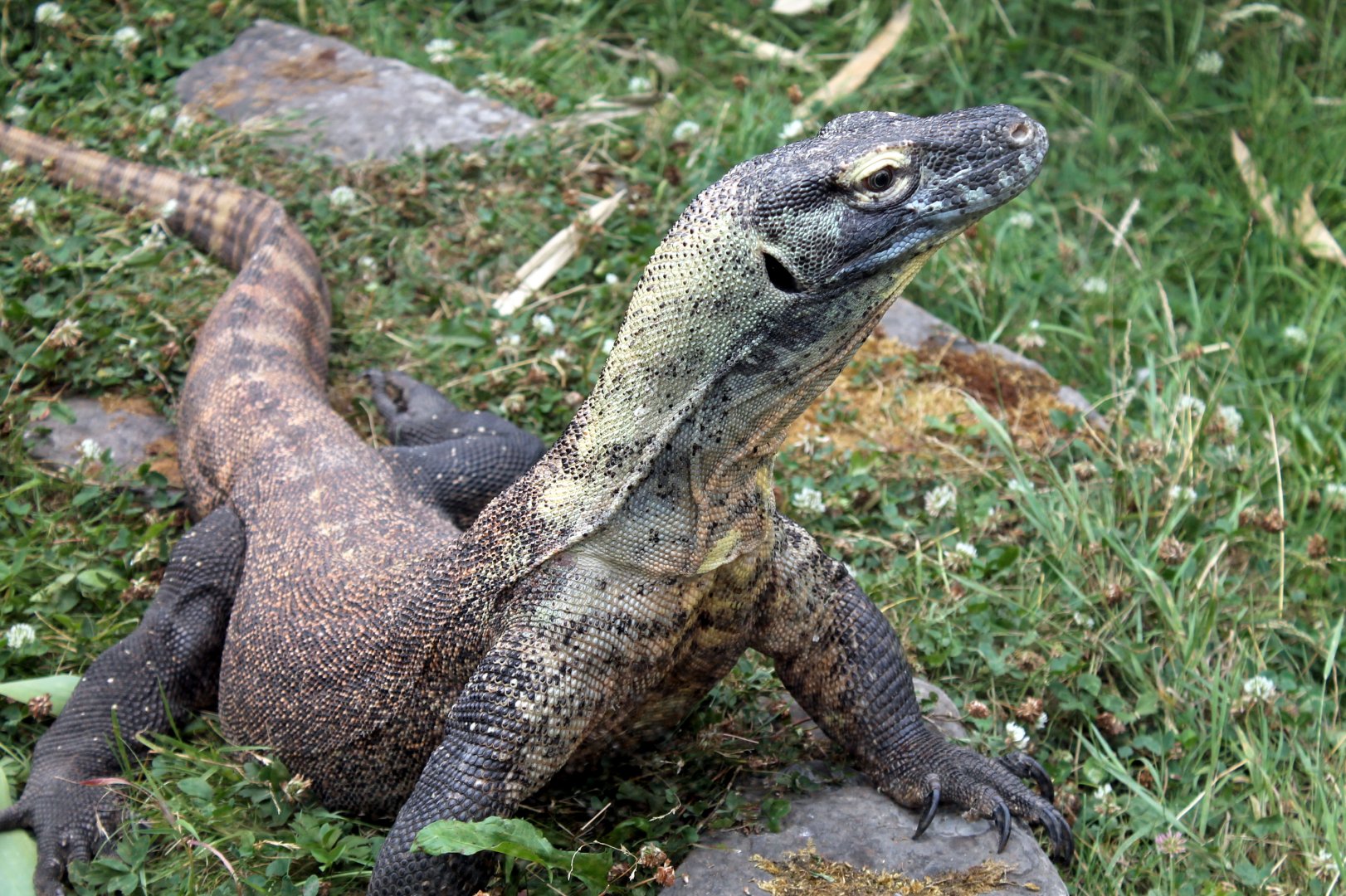 Komodo Dragon