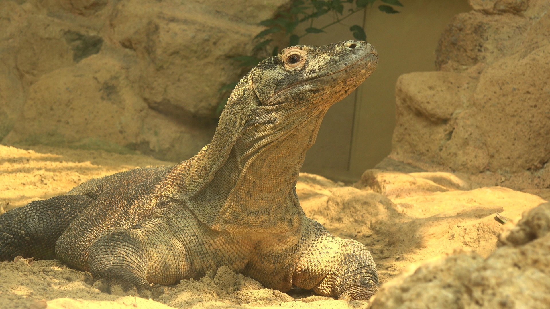 Komodo Dragon