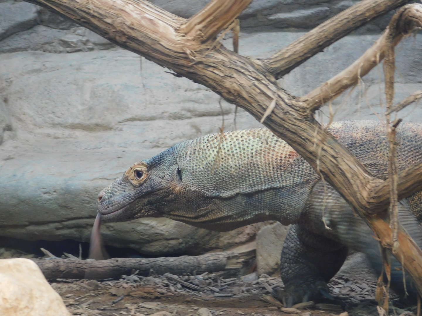 Komodo Dragon