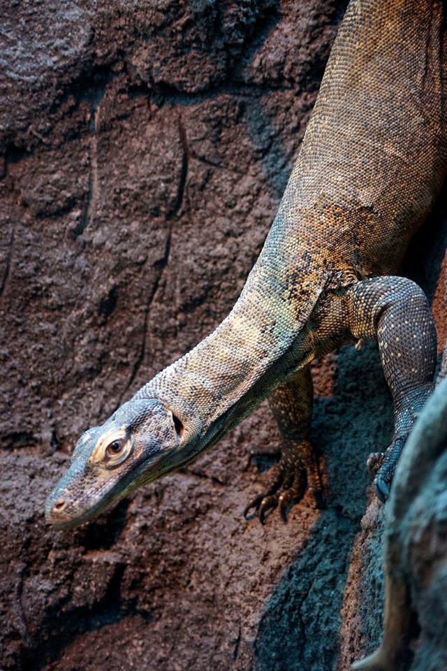 Komodo Dragon