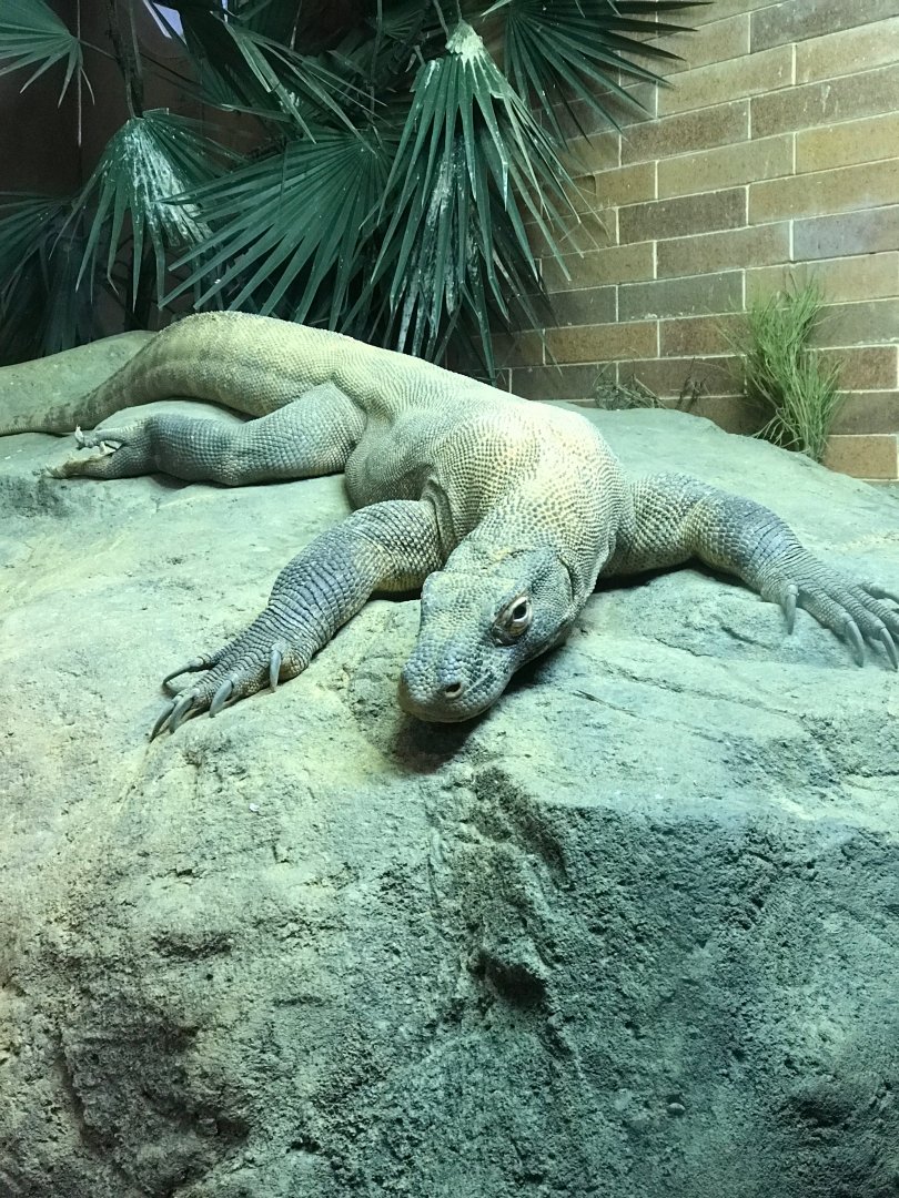 Komodo Dragon