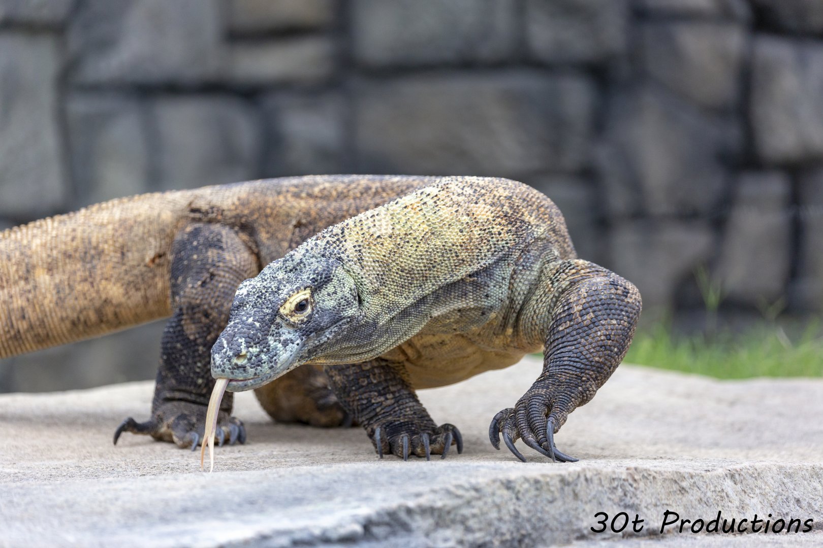 Komodo Dragon