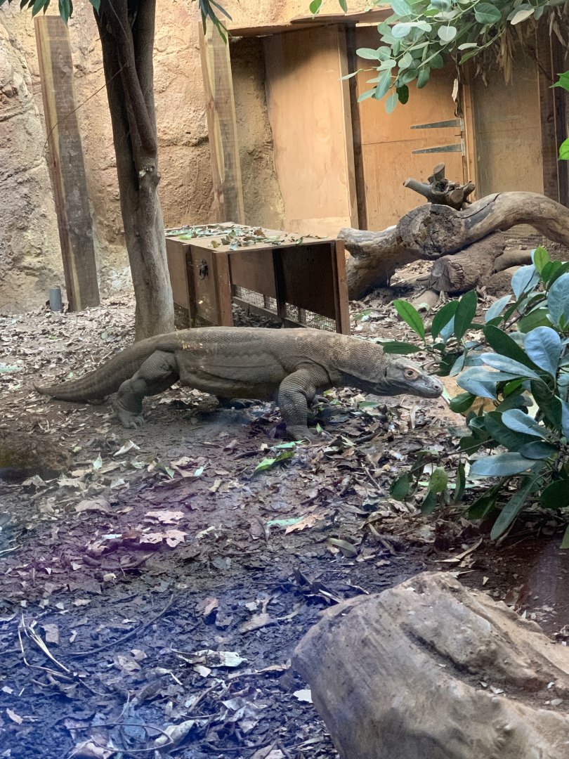Komodo dragon