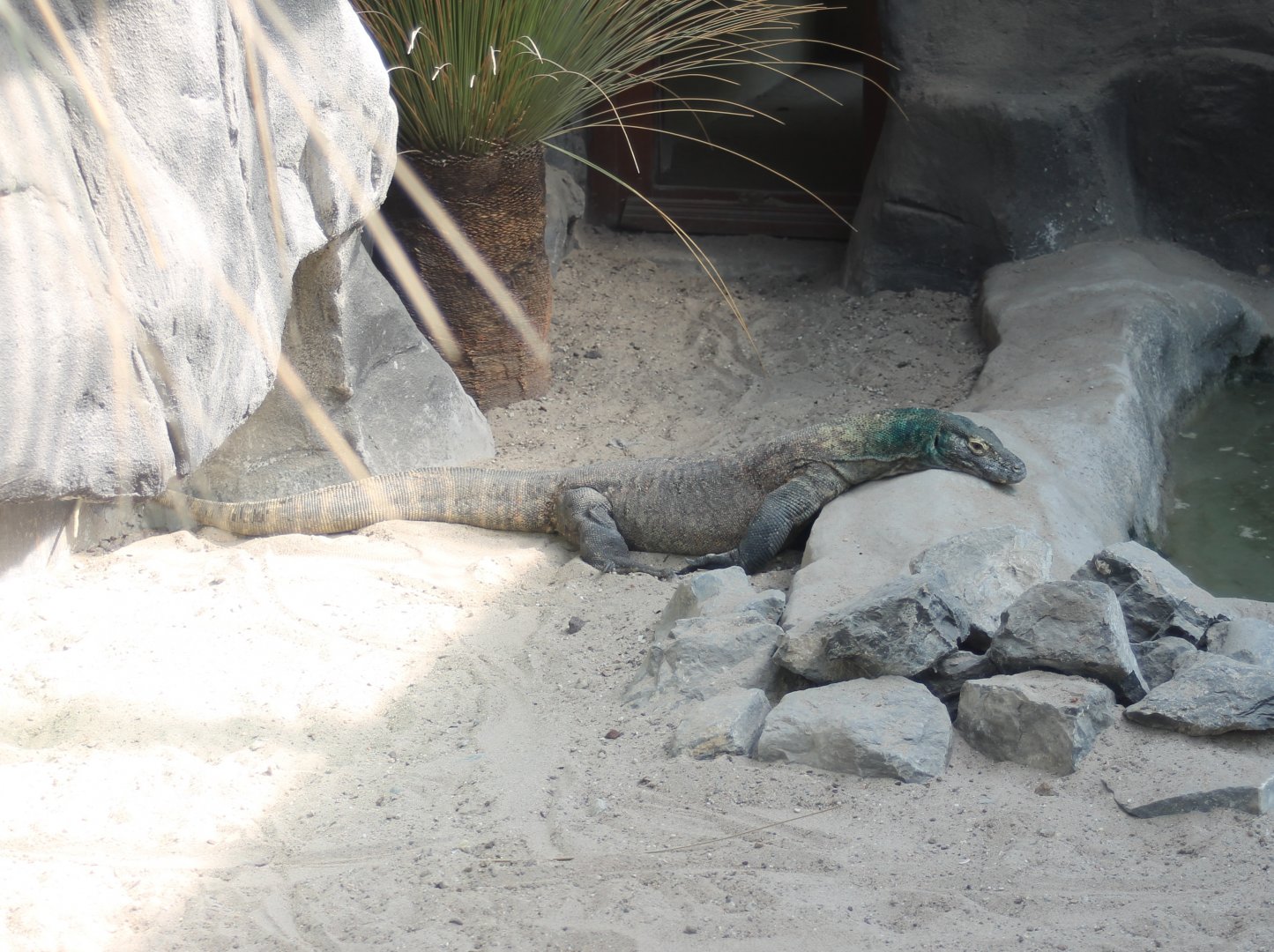 Komodo dragon
