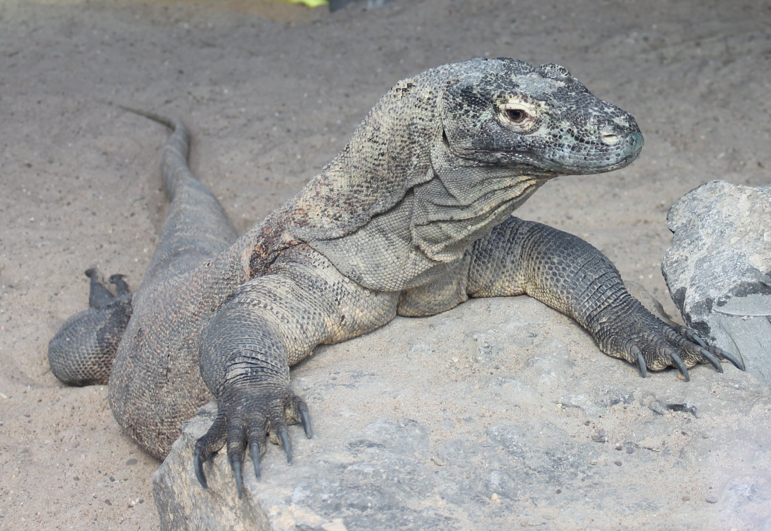 Komodo dragon