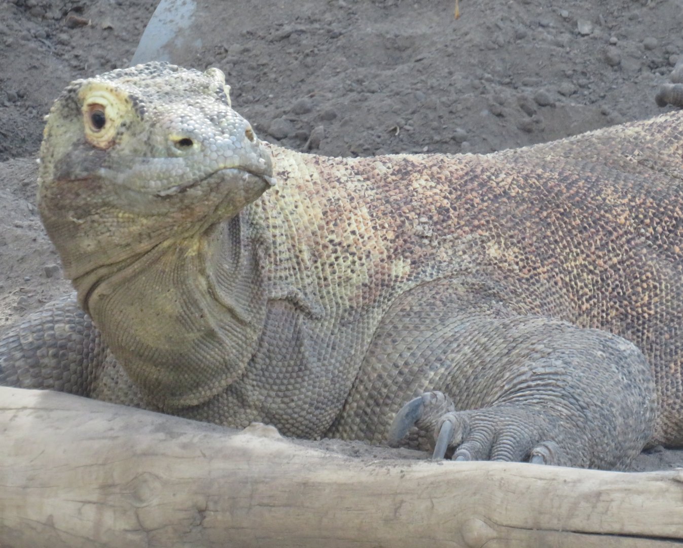 Komodo dragon