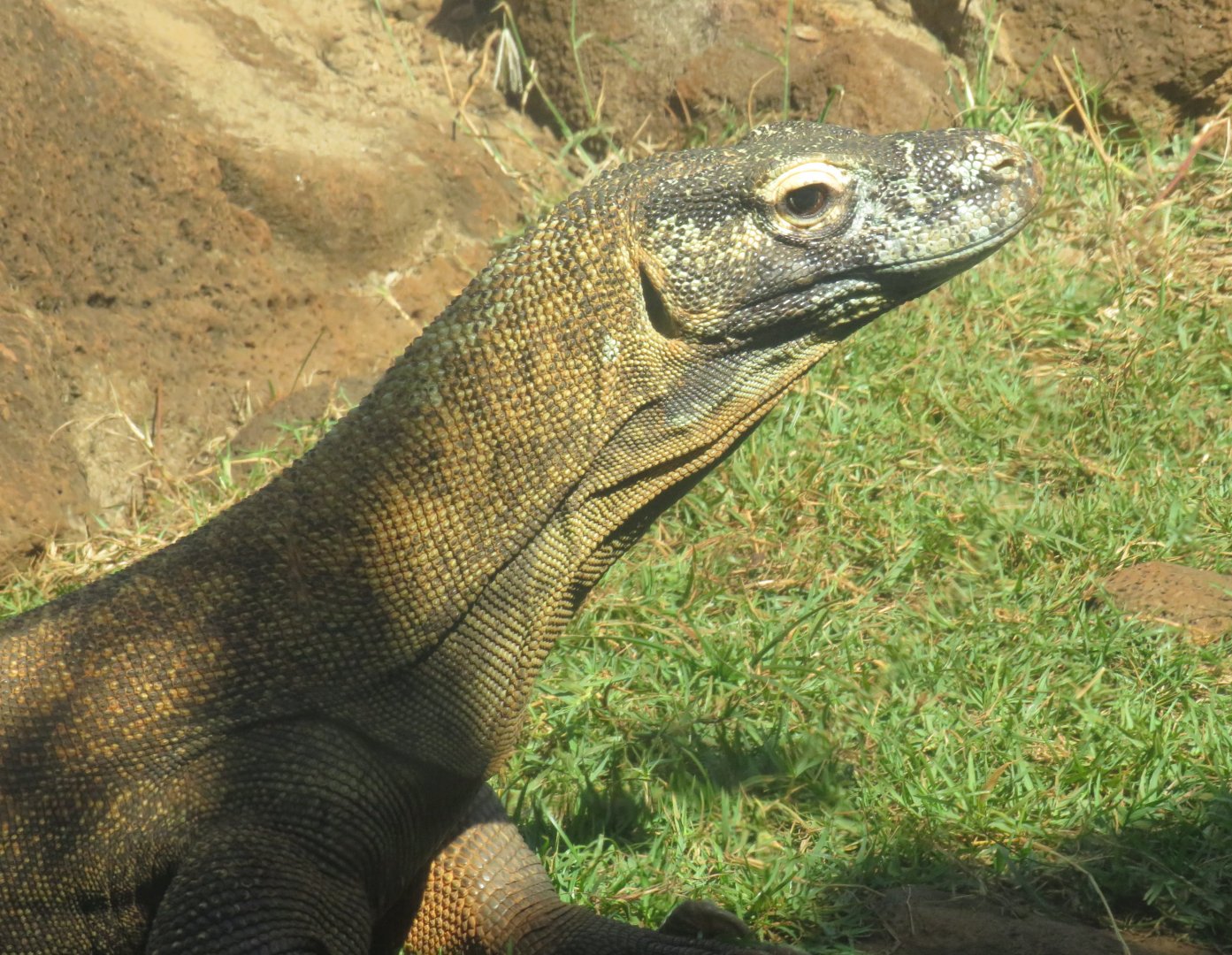 Komodo dragon
