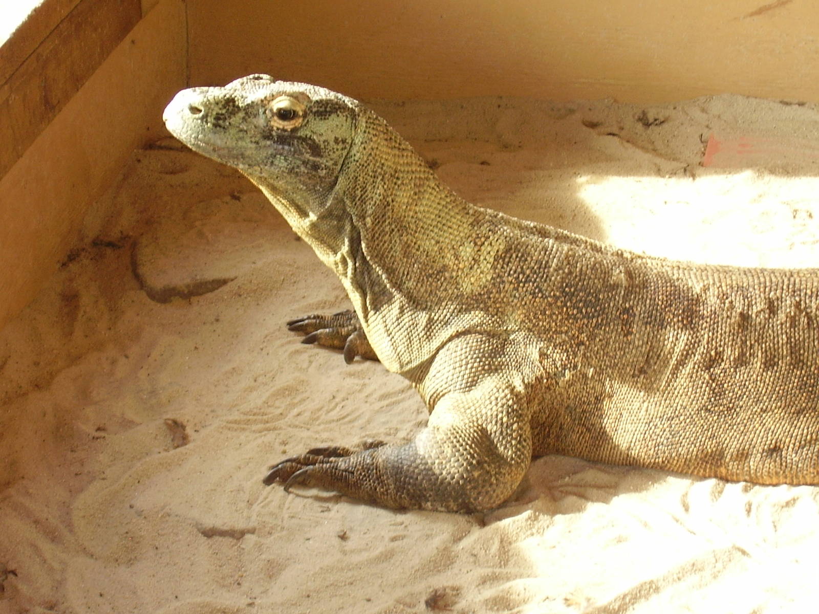 Komodo Dragon