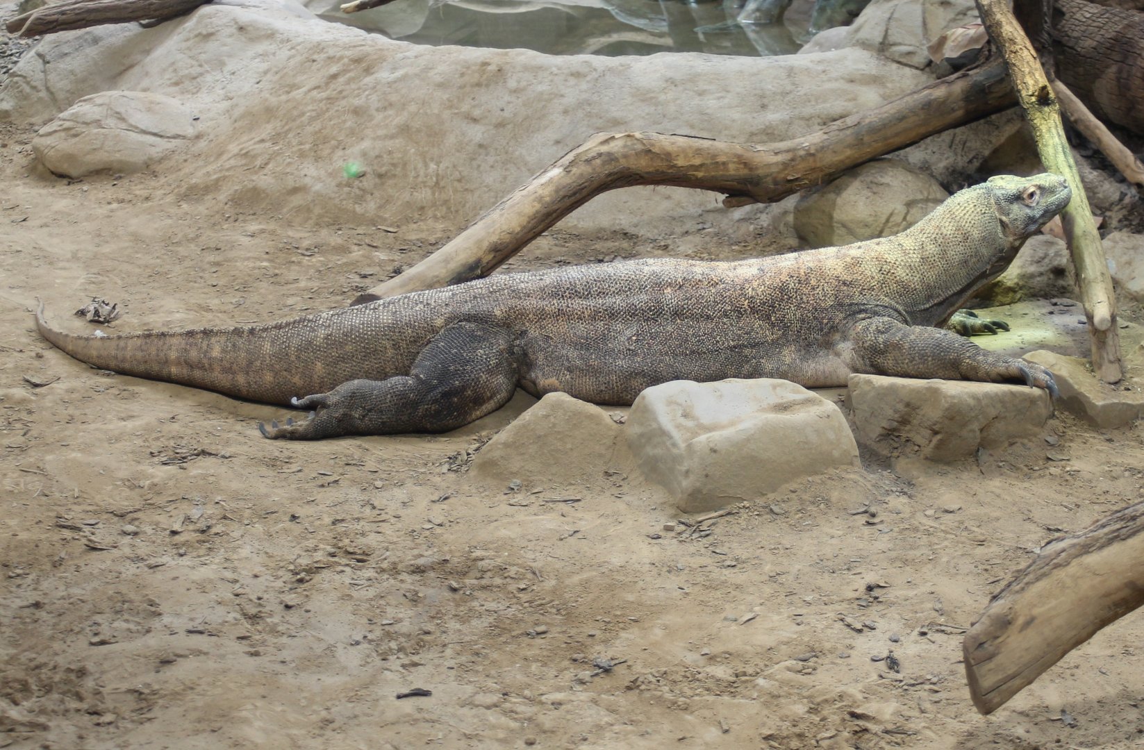 Komodo dragon