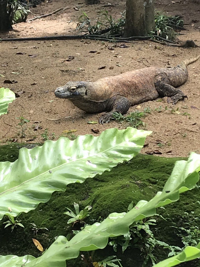 Komodo Dragon