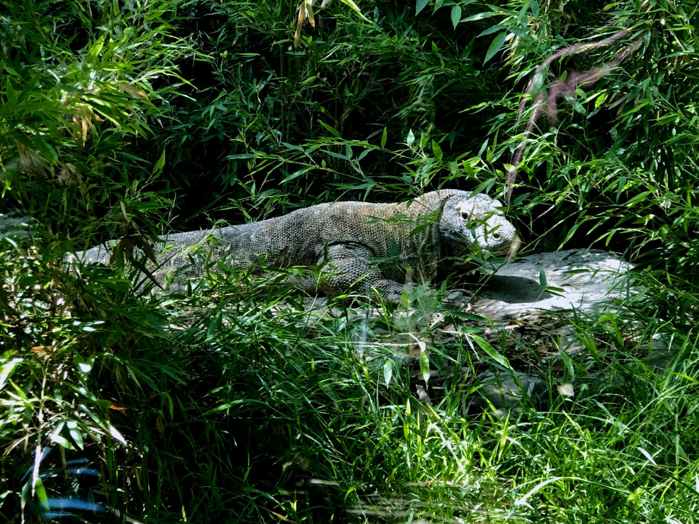 Komodo Dragon