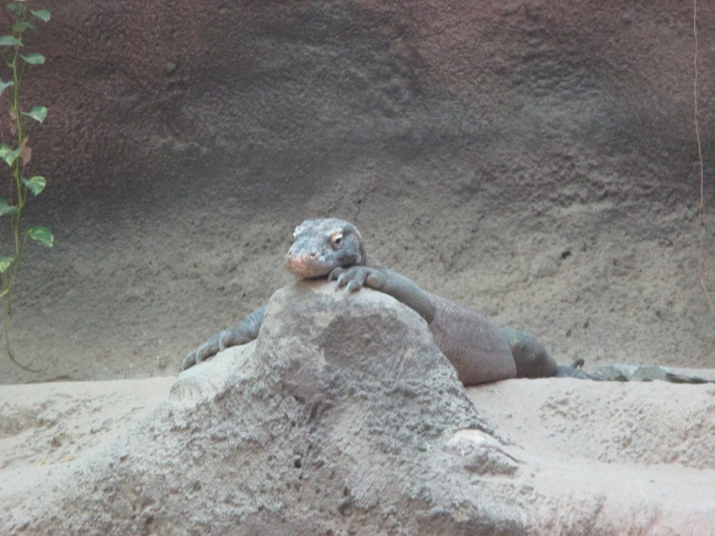 Komodo dragon