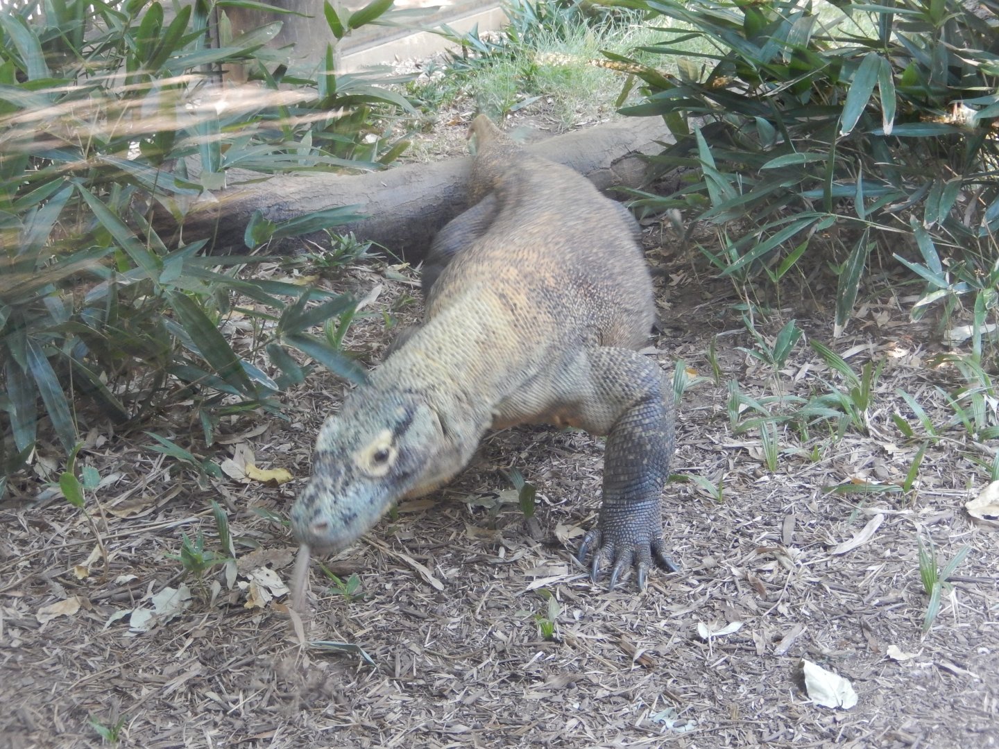Komodo Dragon