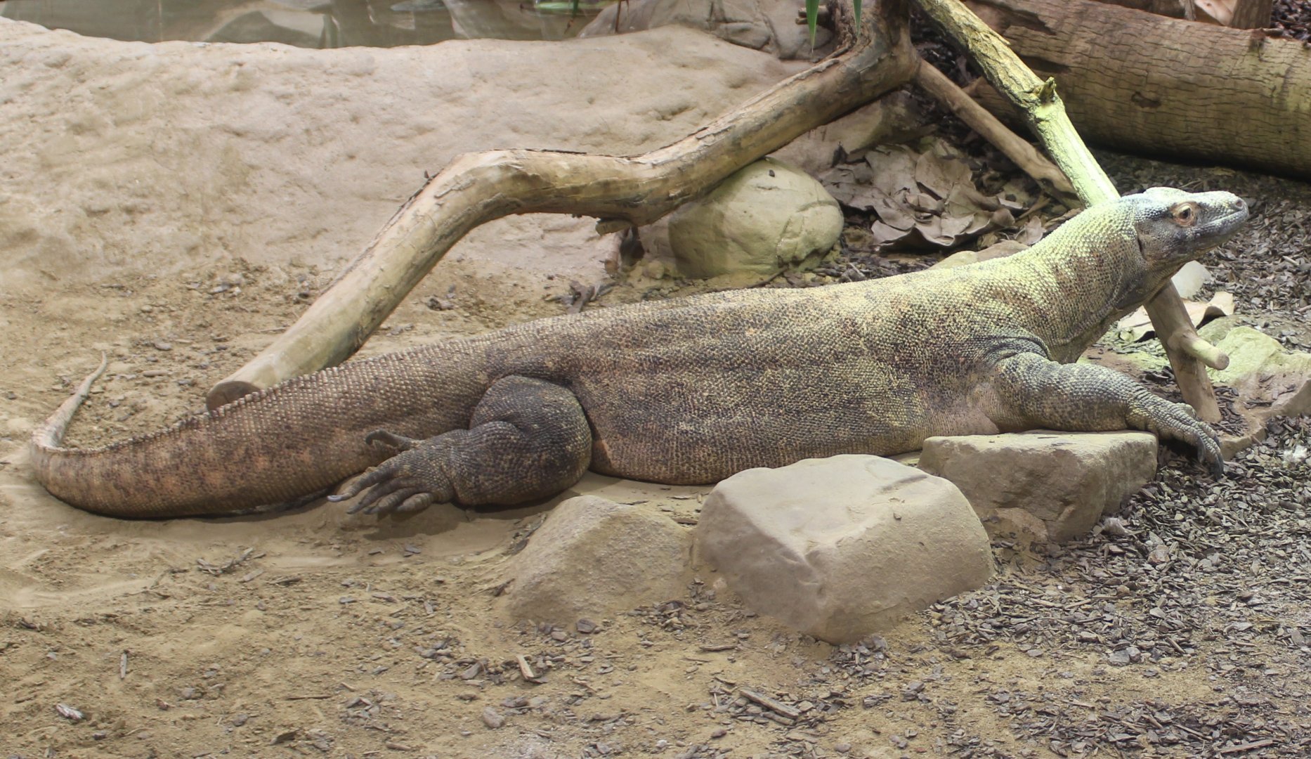 Komodo dragon