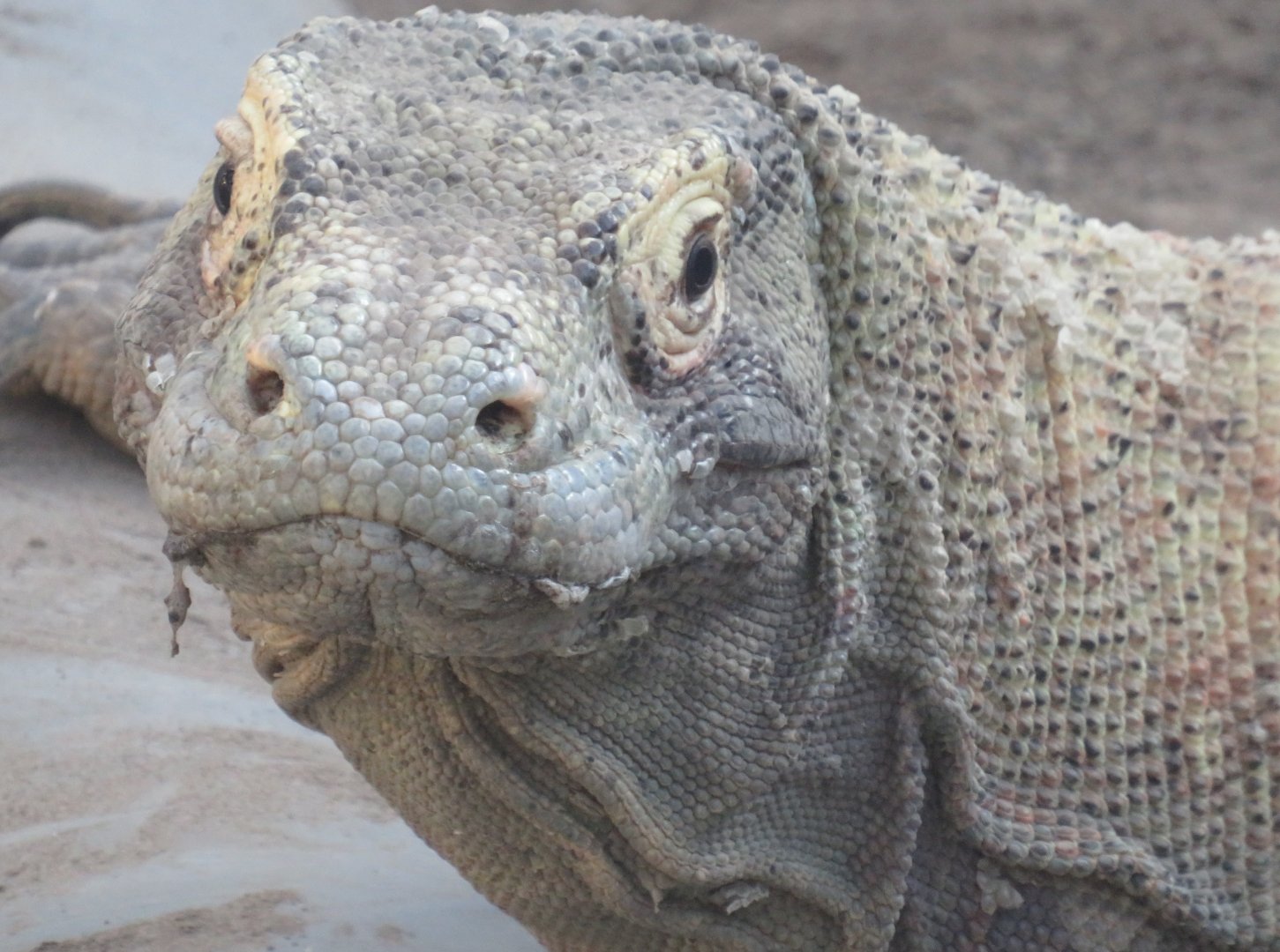 Komodo dragon