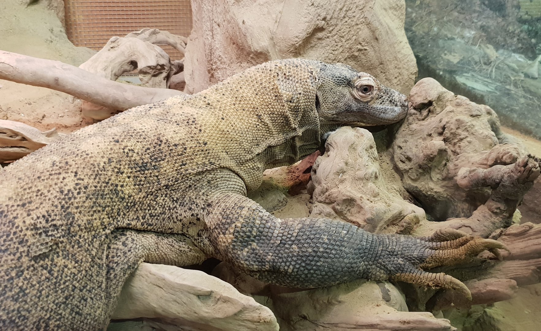 Komodo dragon
