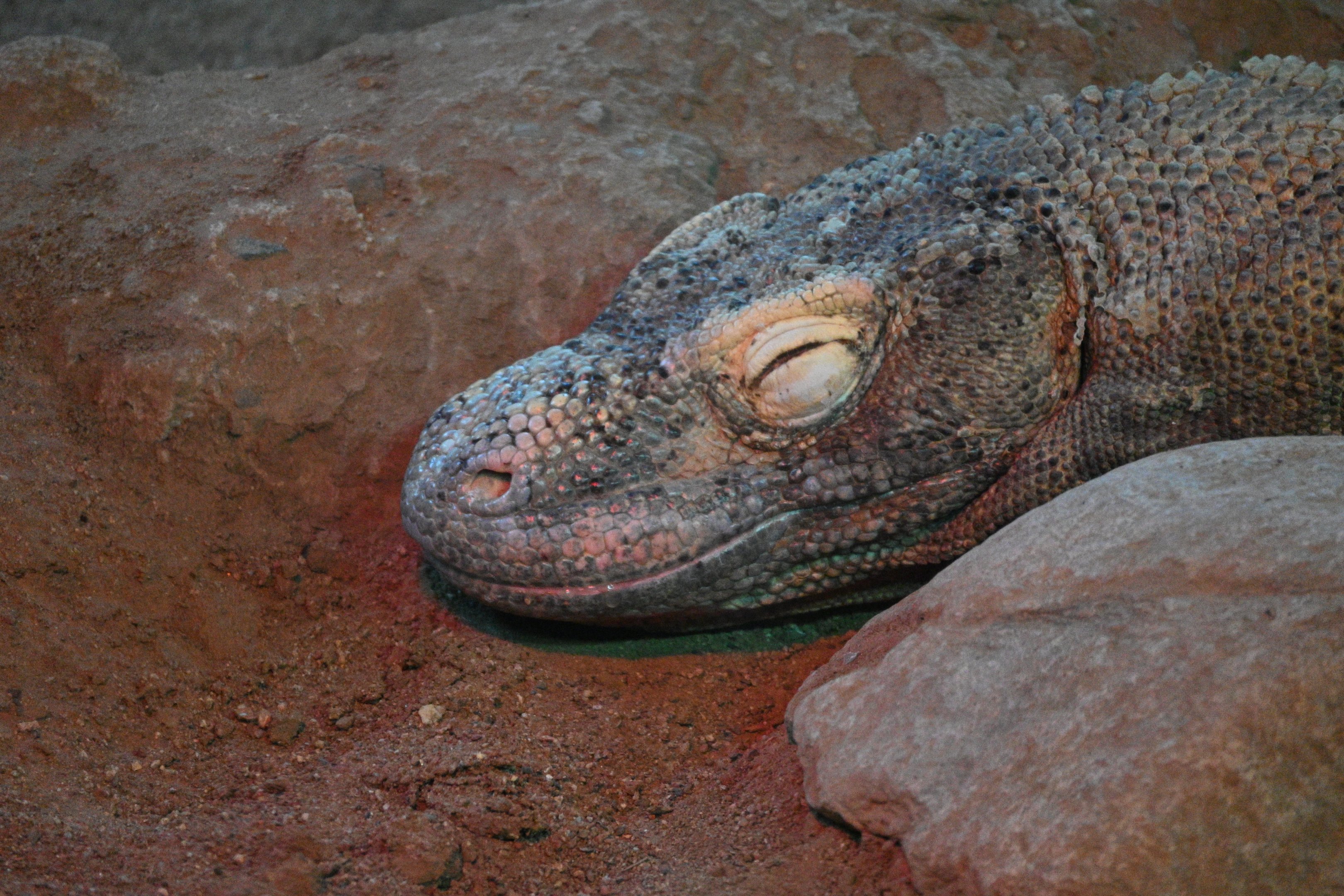 Komodo Dragon