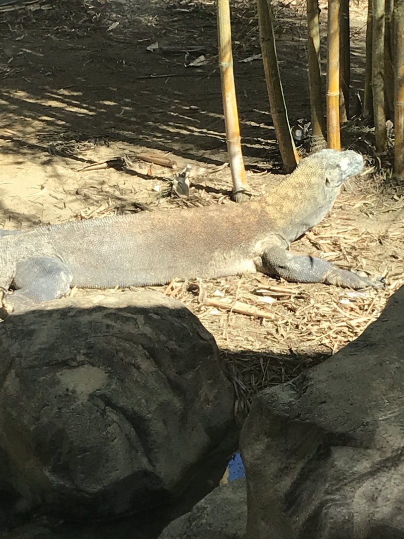 Komodo dragon