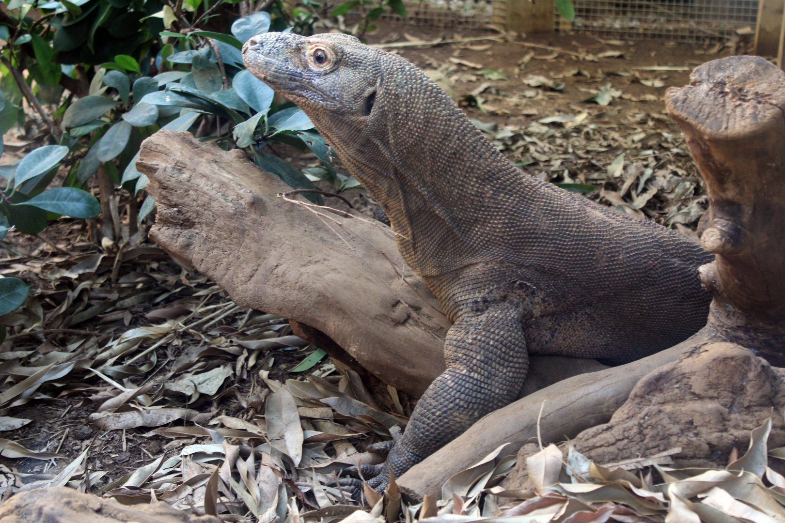 Komodo Dragon