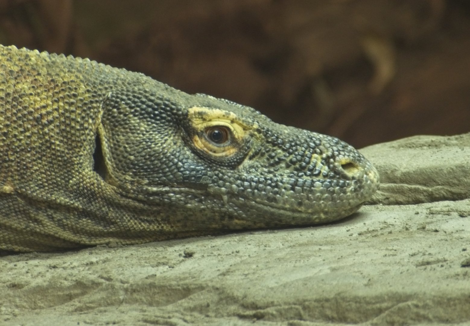 Komodo Dragon