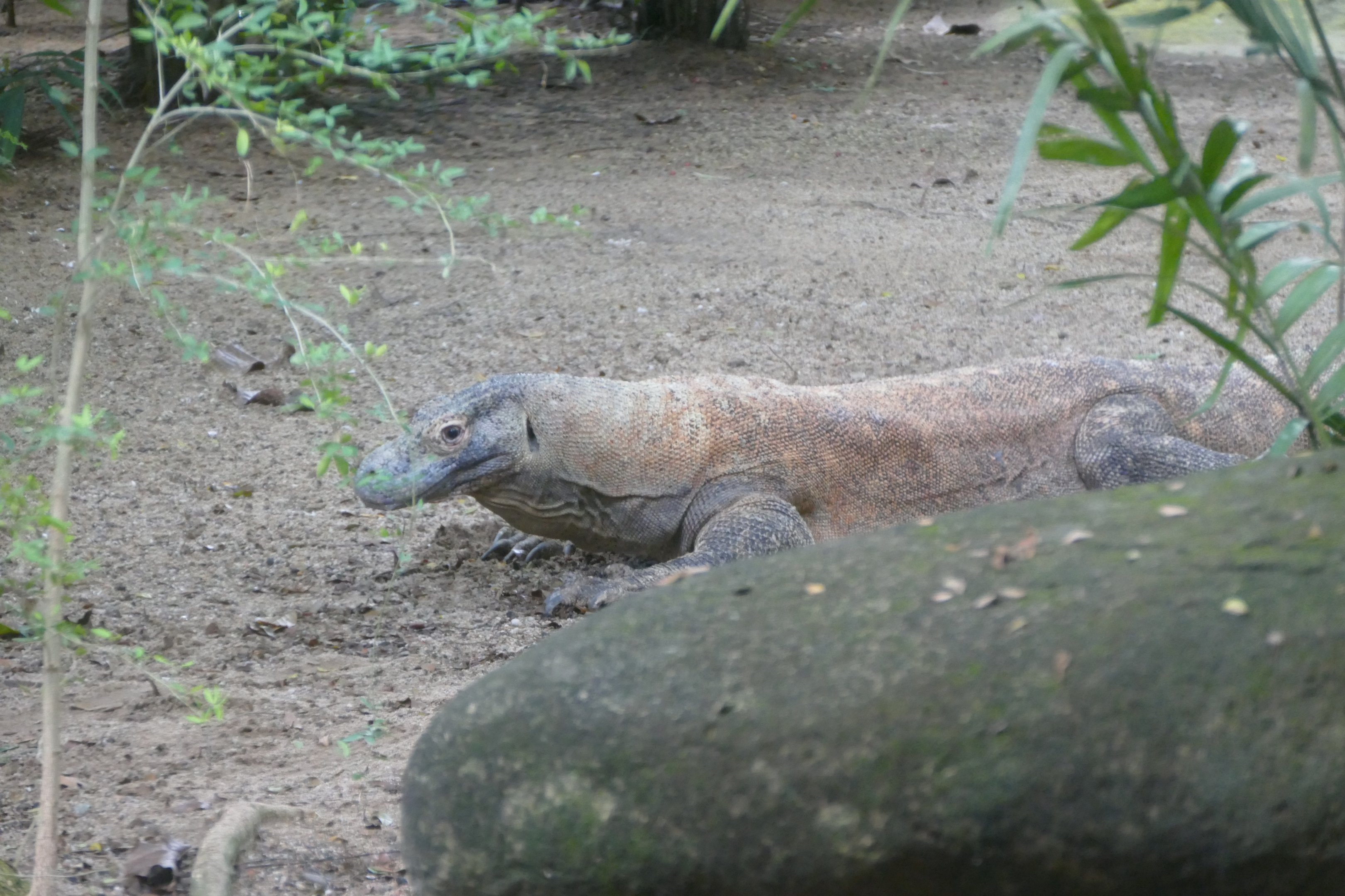 Komodo dragon