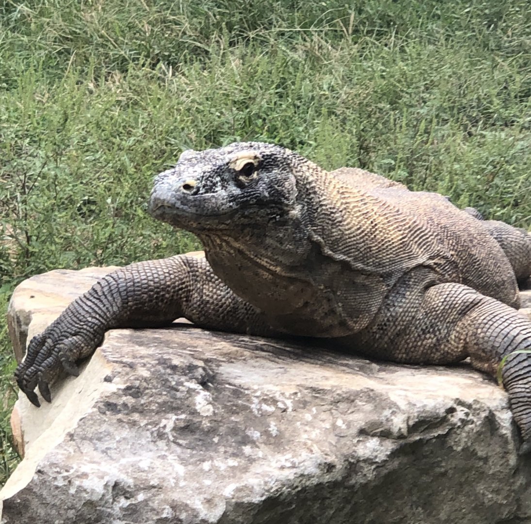 Komodo Dragon