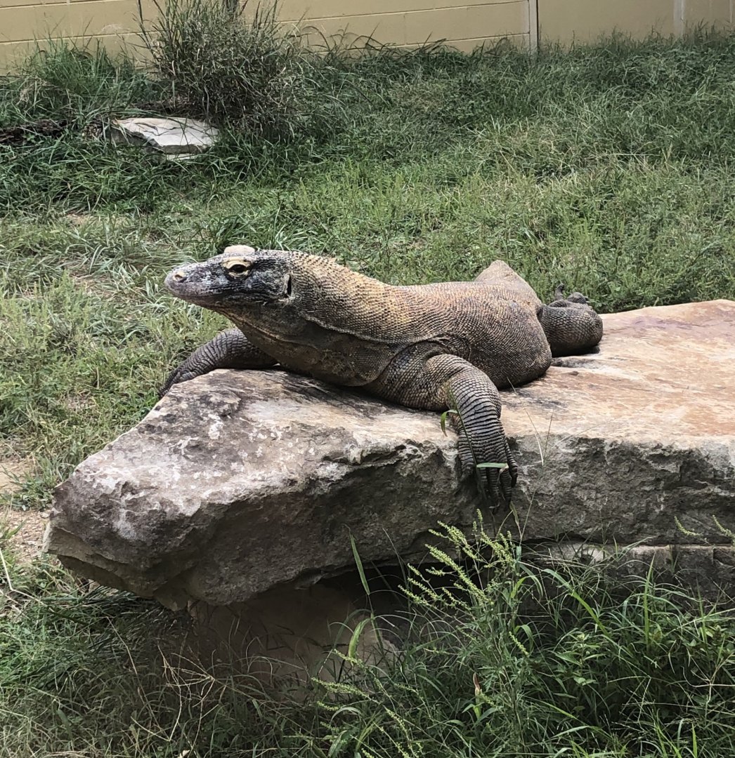Komodo Dragon